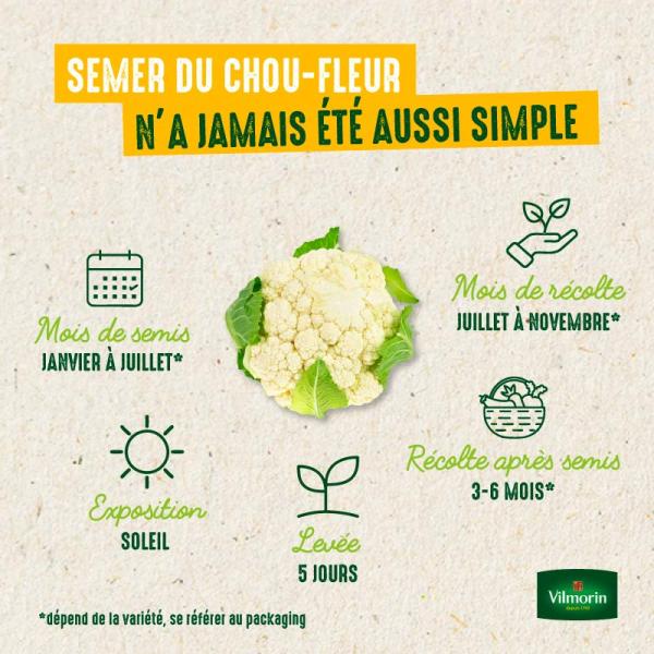 Potagères - Chou-Fleur Locris HF1 - Graines d'Exception - image